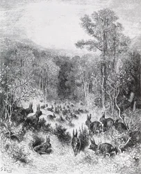 Die Kaninchen, Illustration aus 